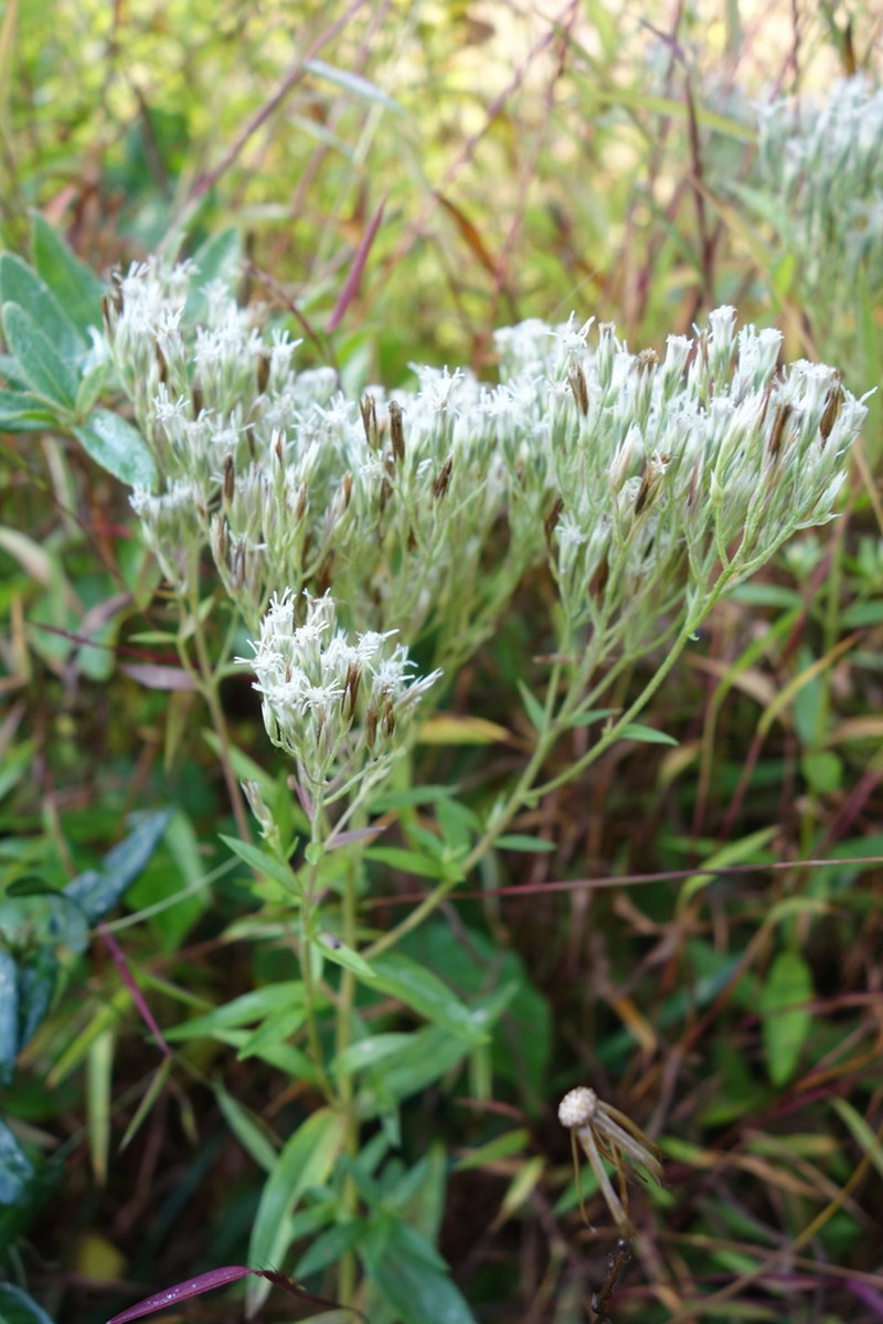 White Thoroughwort photo 2