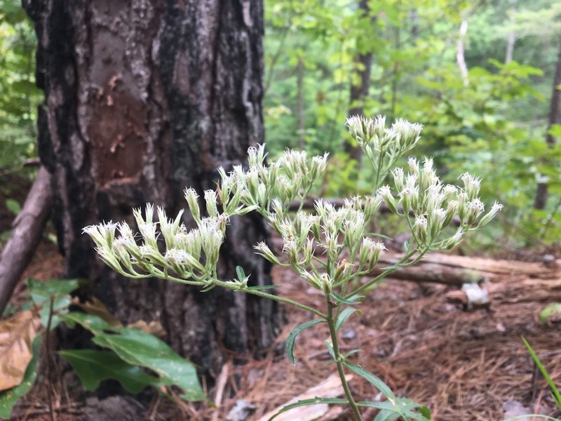 White Thoroughwort photo 3
