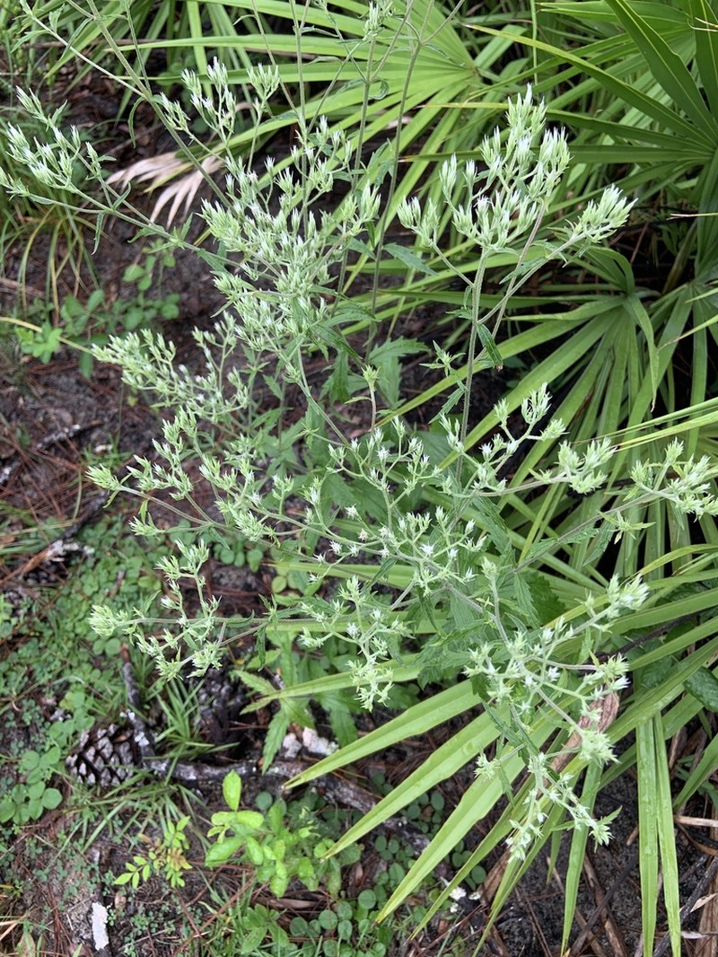 White Thoroughwort photo 4