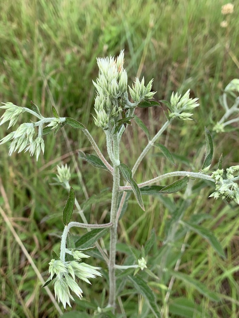White Thoroughwort photo 5