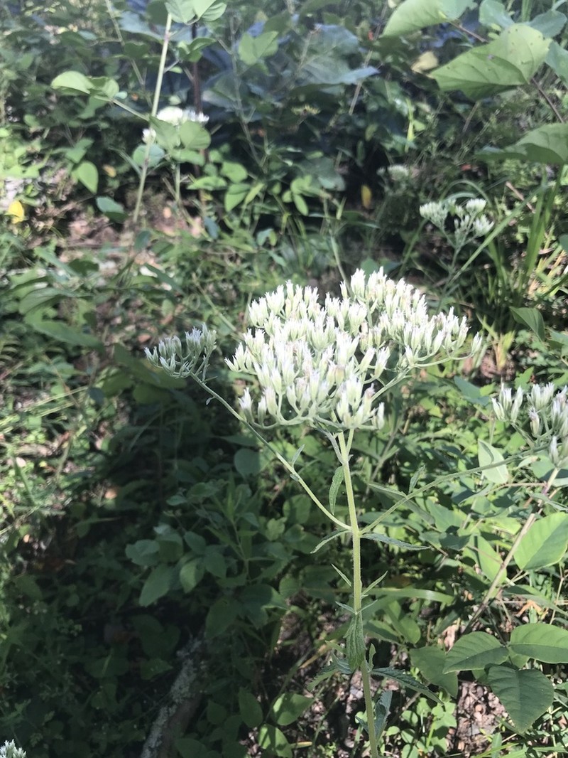 White Thoroughwort photo 6