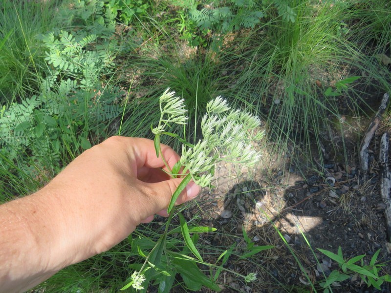 White Thoroughwort photo 7
