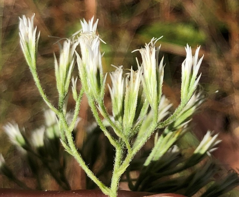 White Thoroughwort photo 8