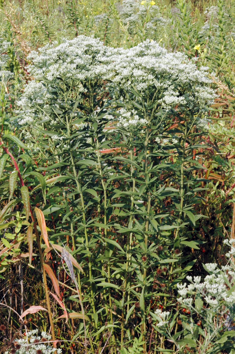 Tall Thoroughwort