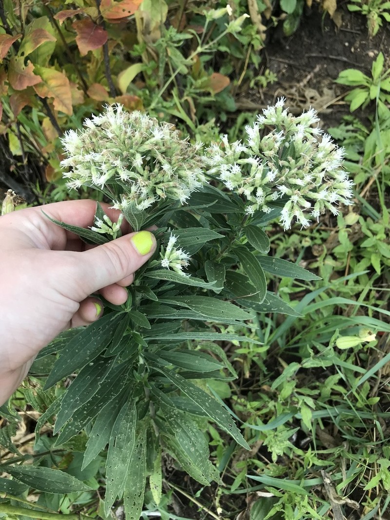 Tall Thoroughwort