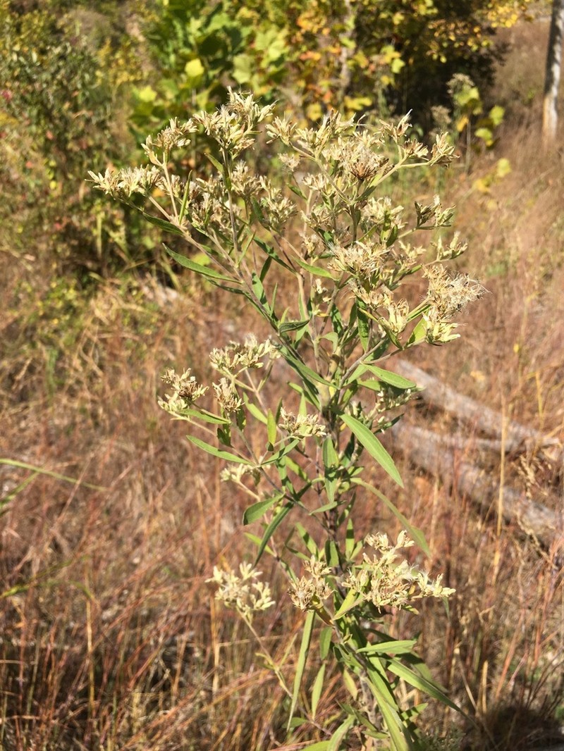 Tall Thoroughwort photo 2