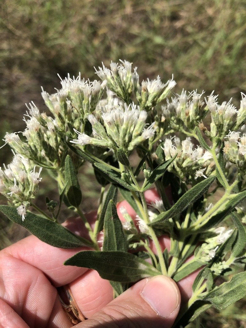 Tall Thoroughwort photo 3