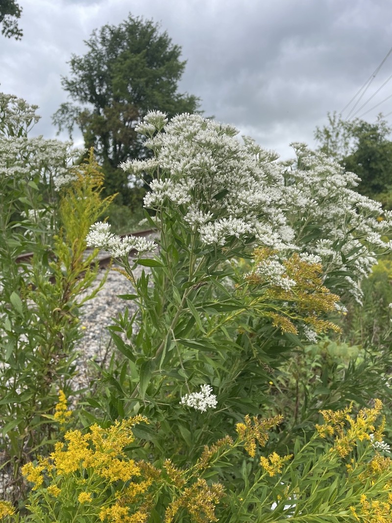 Tall Thoroughwort photo 4