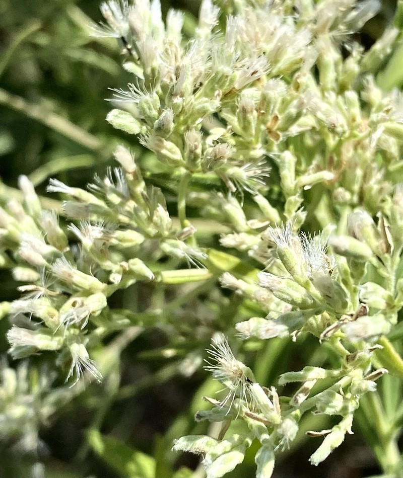 Tall Thoroughwort photo 5