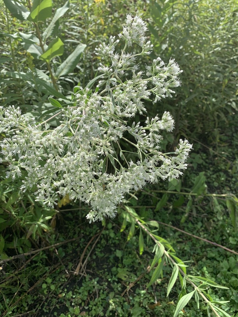 Tall Thoroughwort photo 6