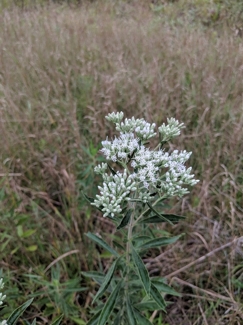 Tall Thoroughwort photo 7