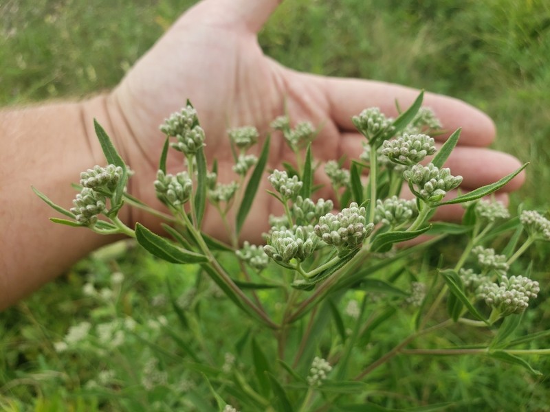 Tall Thoroughwort photo 8