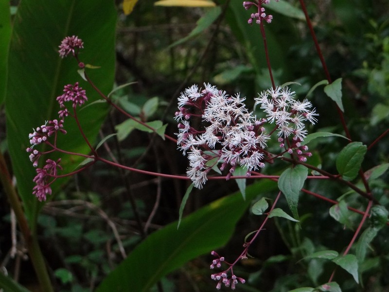 Eupatorium amabile