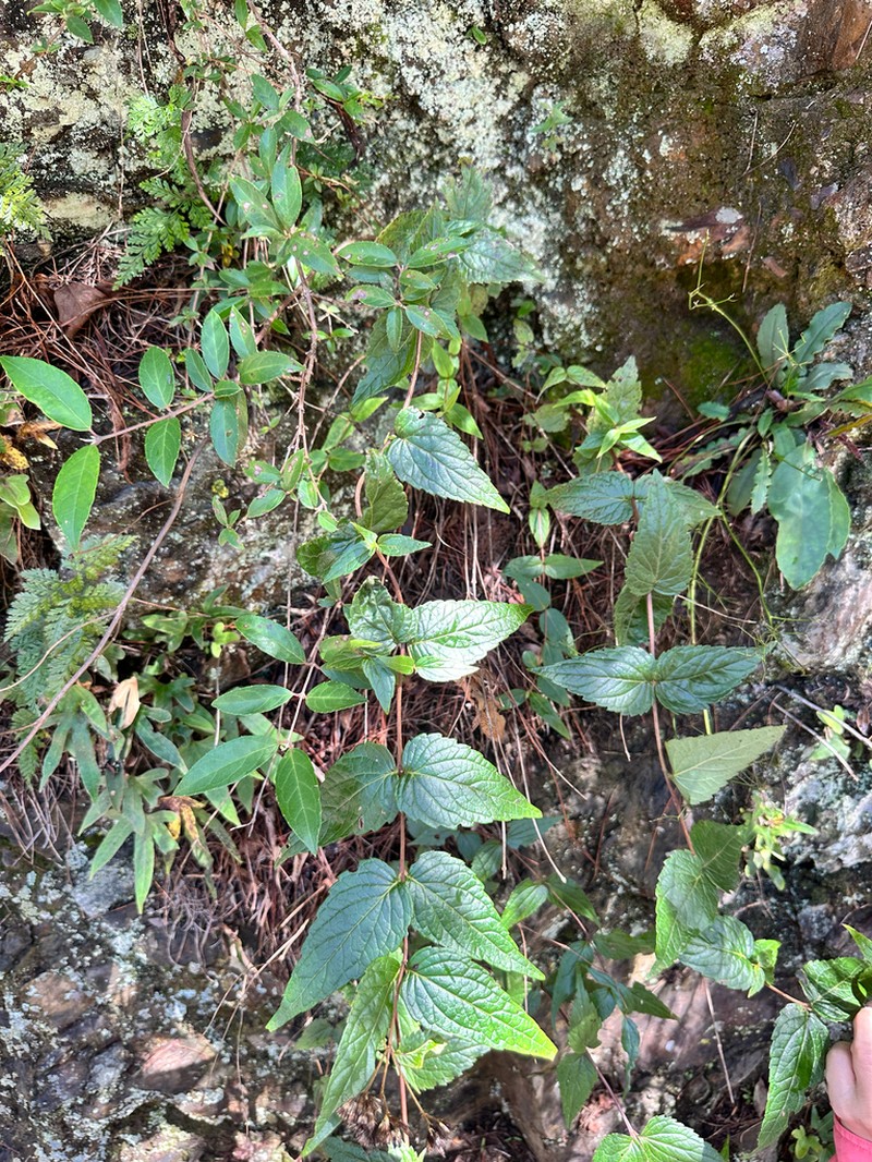Eupatorium amabile photo 2