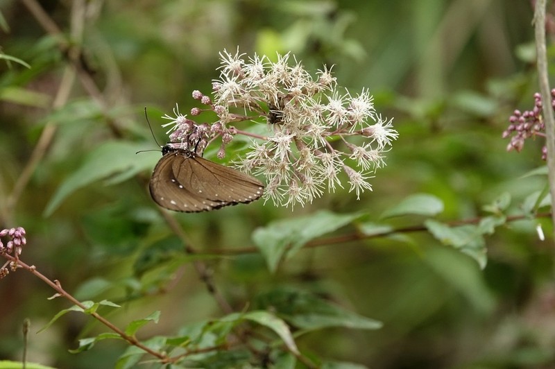 Eupatorium amabile photo 3