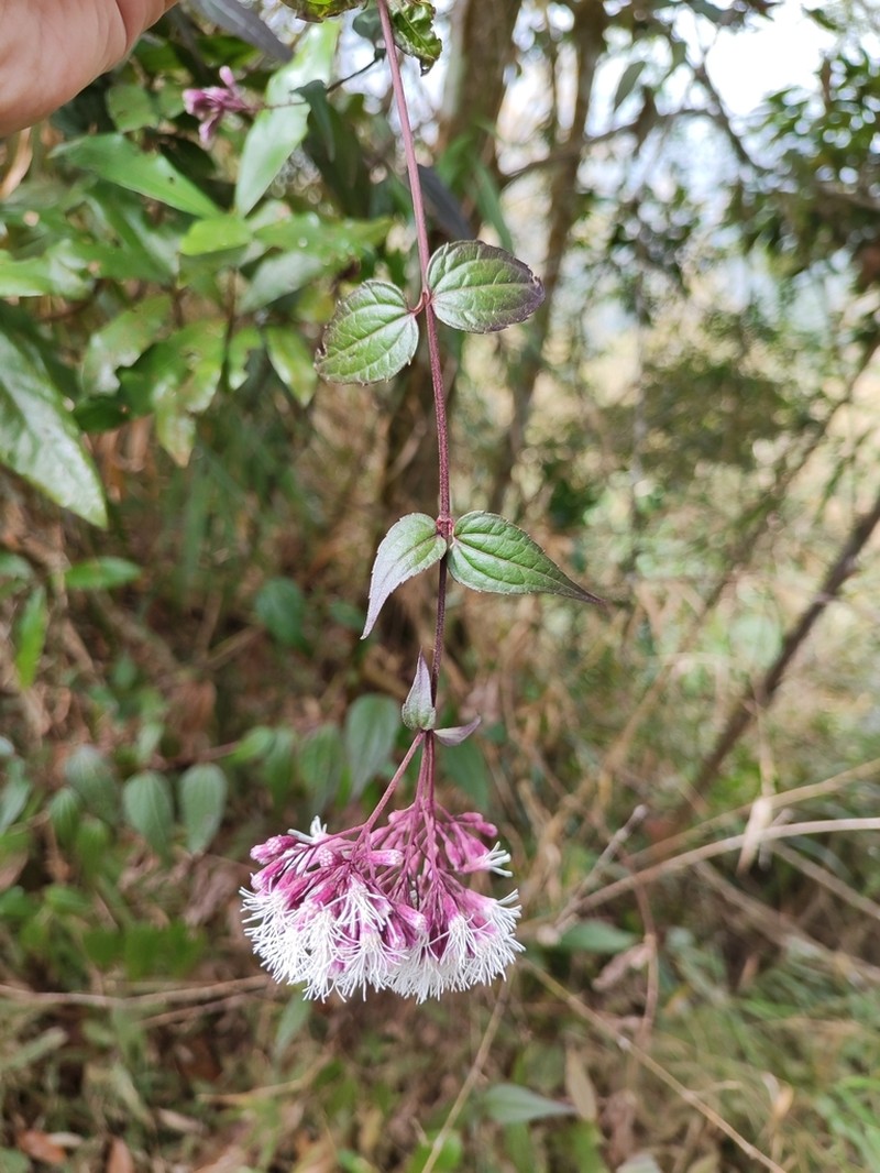 Eupatorium amabile photo 4