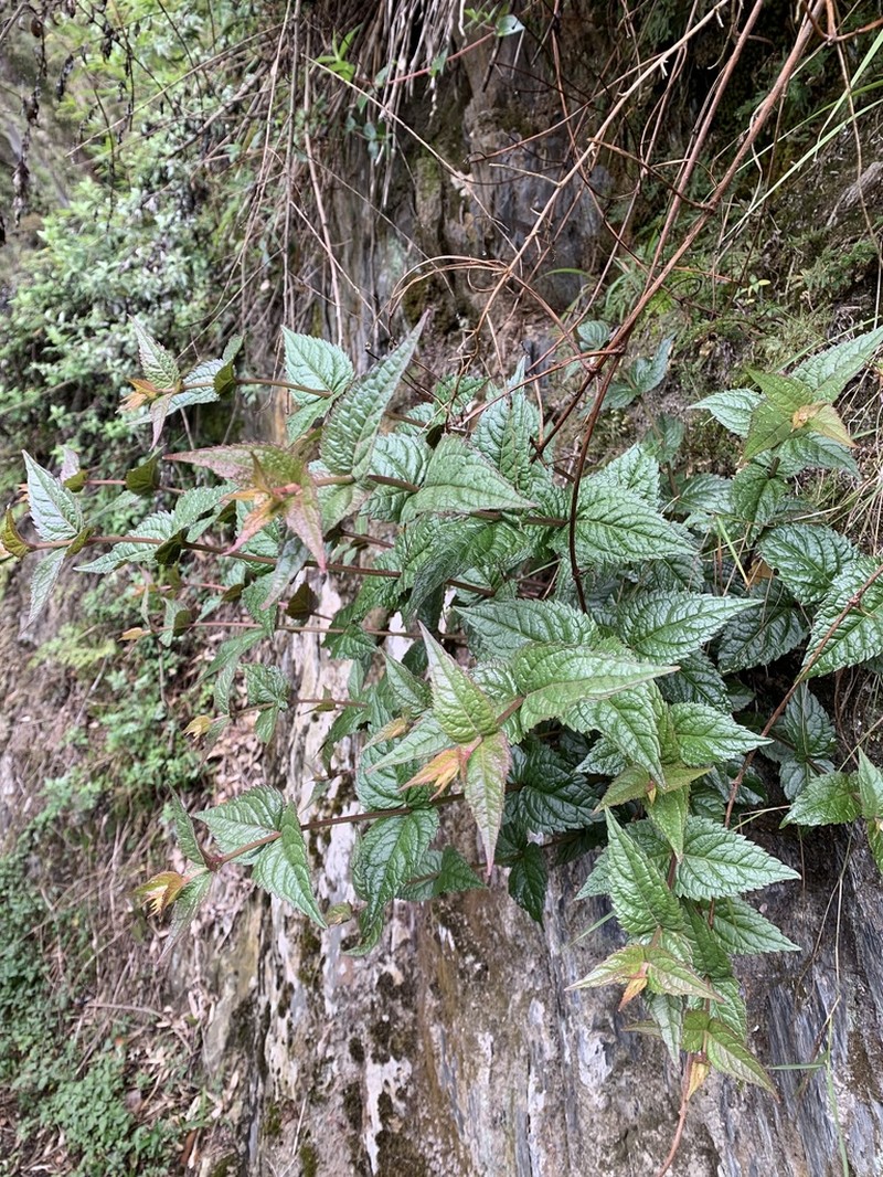 Eupatorium amabile photo 5