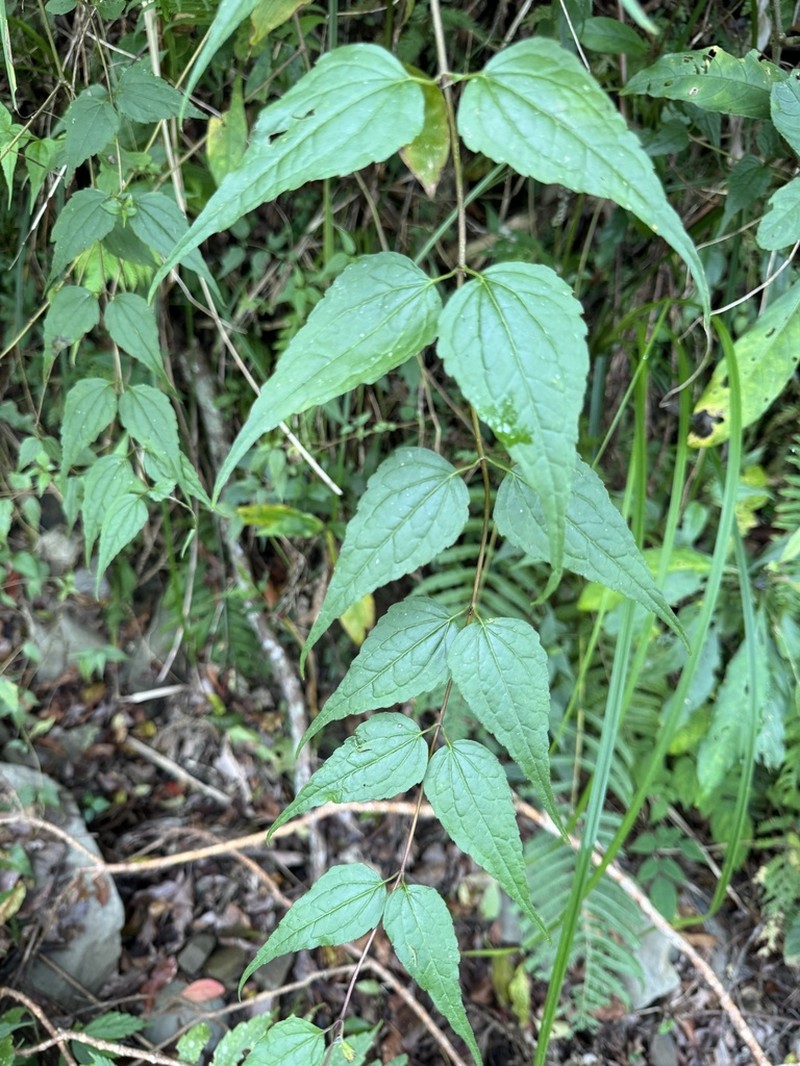 Eupatorium amabile photo 6