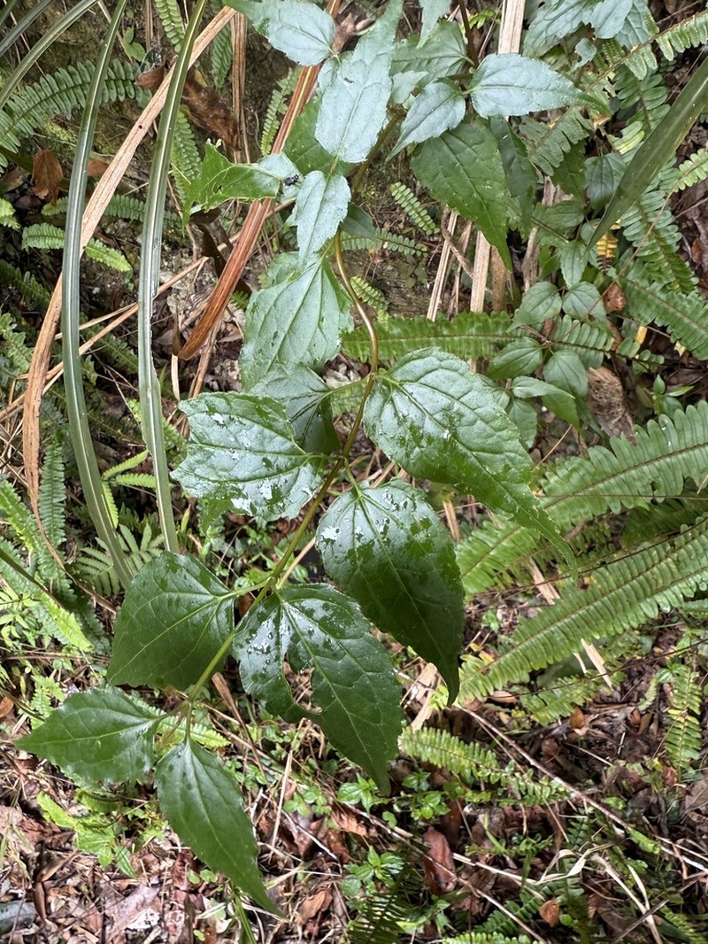 Eupatorium amabile photo 8