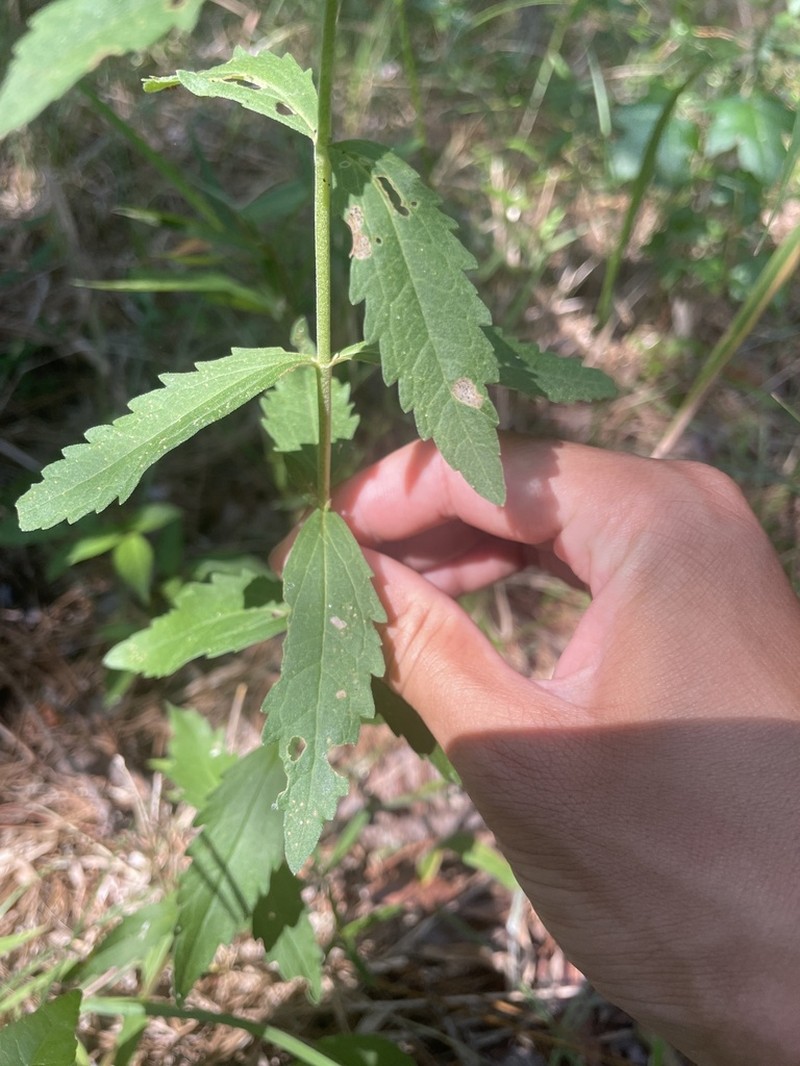 Florida Thoroughwort