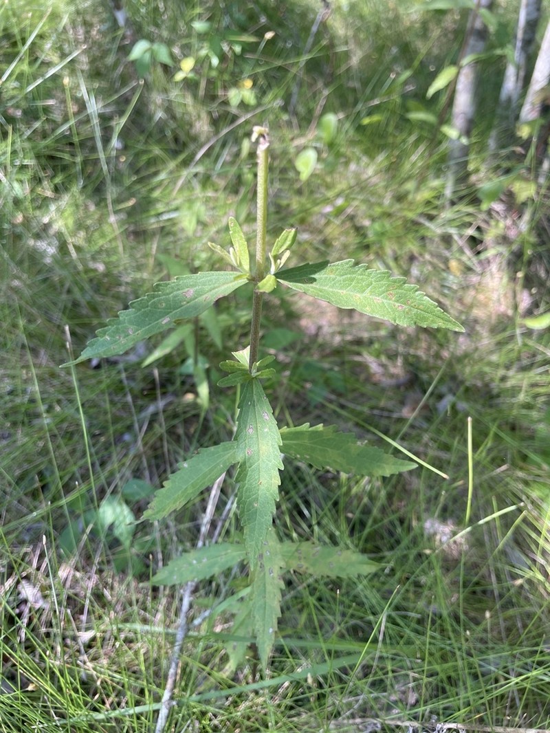 Florida Thoroughwort photo 2