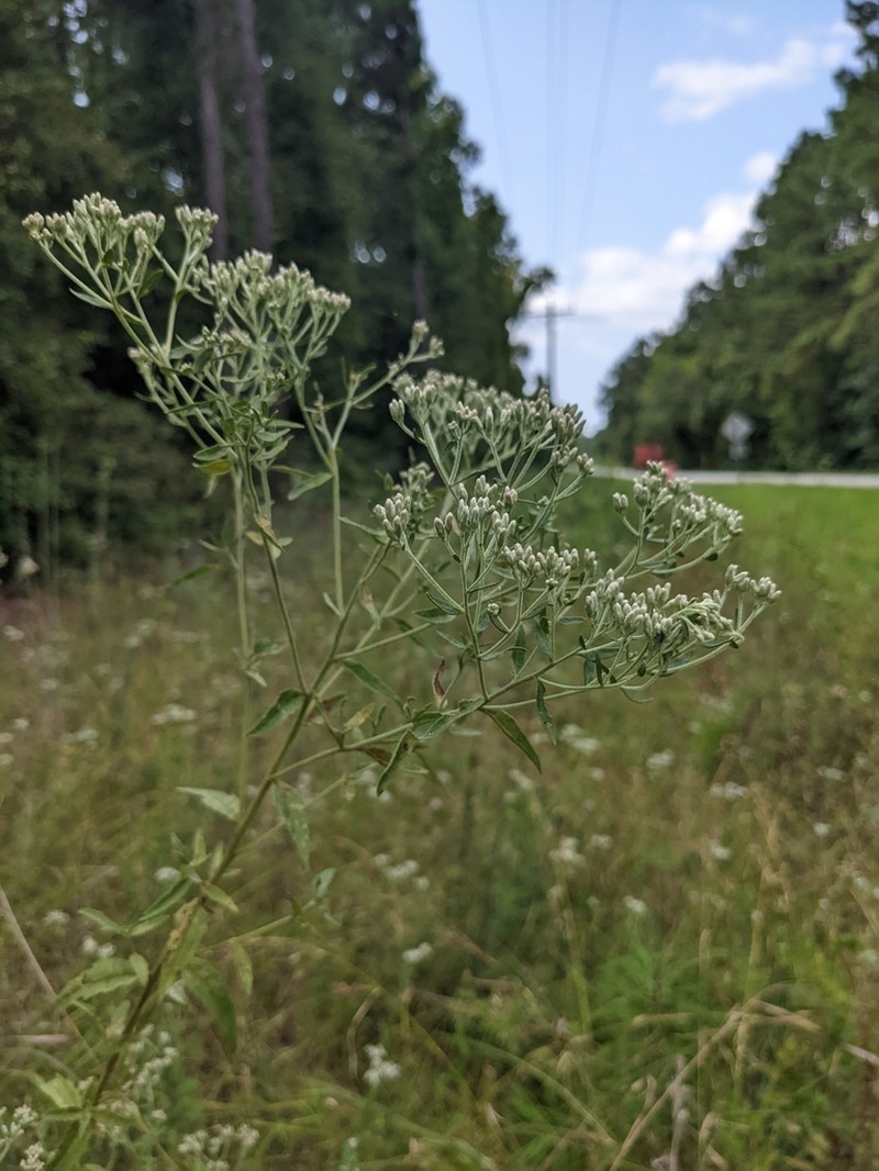 Florida Thoroughwort photo 3