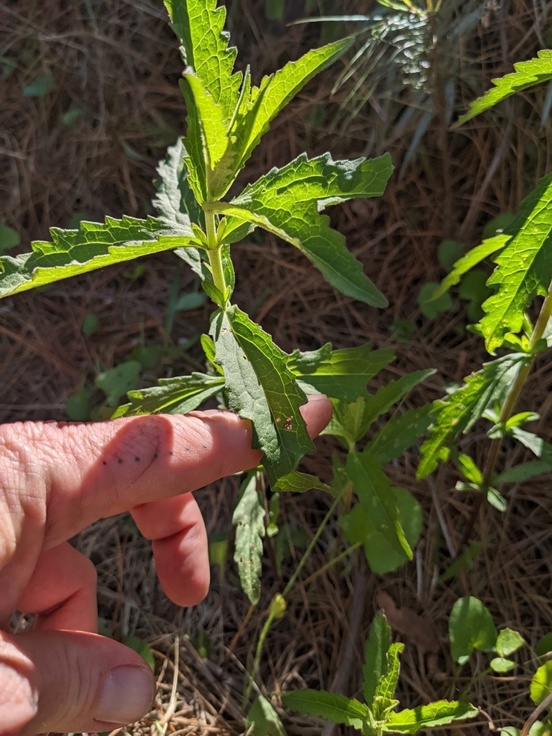 Florida Thoroughwort photo 4