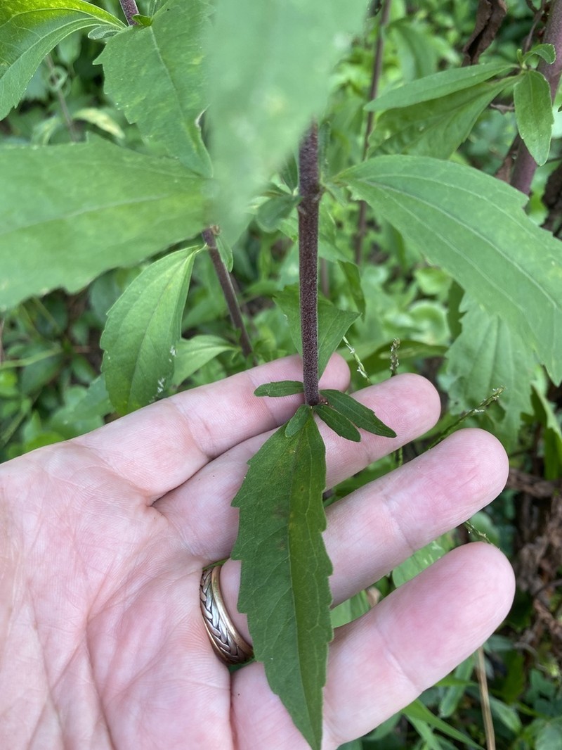 Florida Thoroughwort photo 5