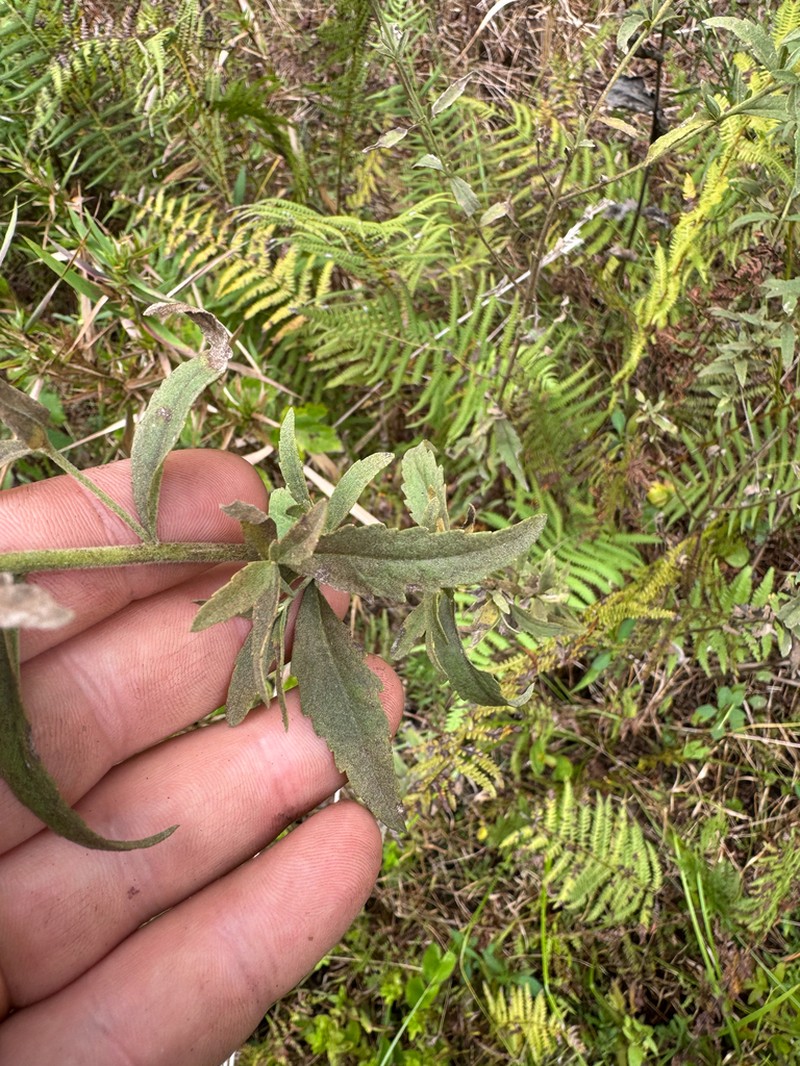 Florida Thoroughwort photo 6