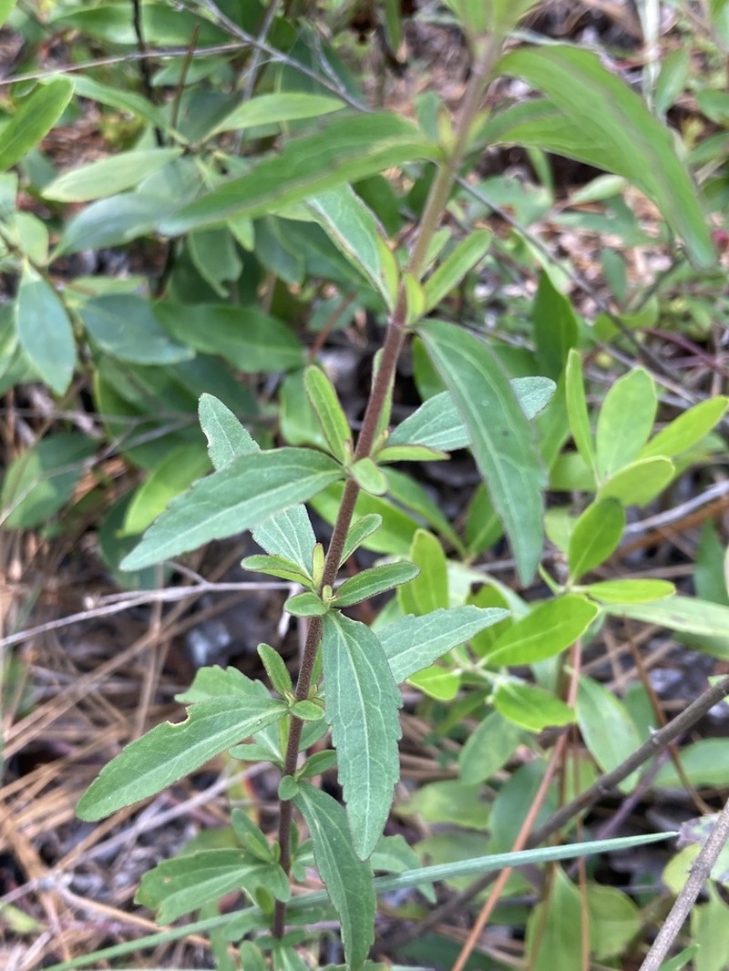 Florida Thoroughwort photo 7