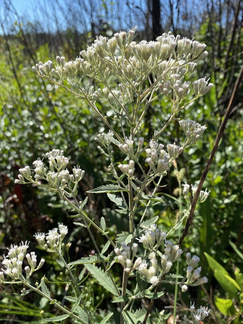 Florida Thoroughwort photo 8