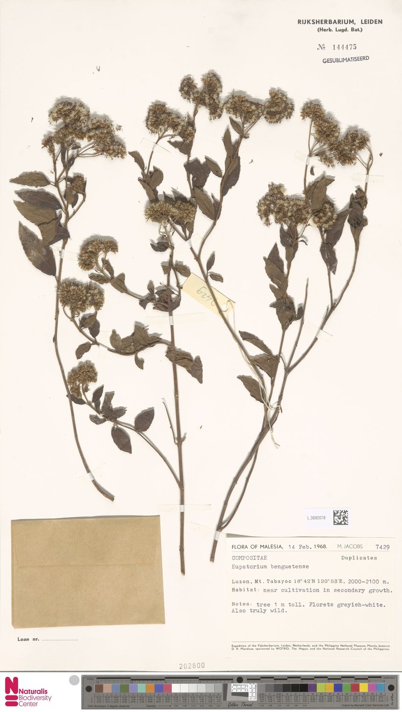 Eupatorium benguetense