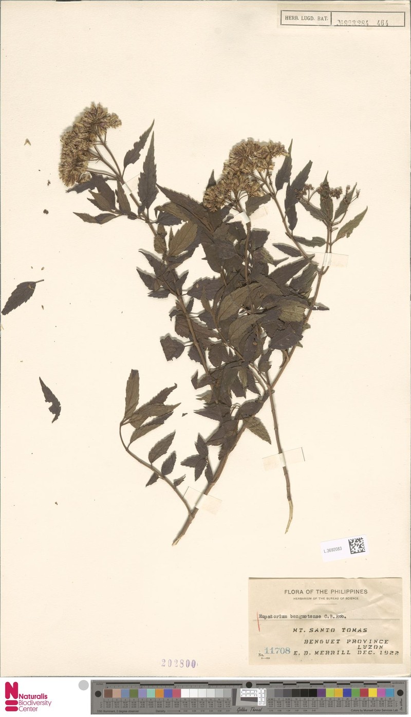 Eupatorium benguetense photo 2