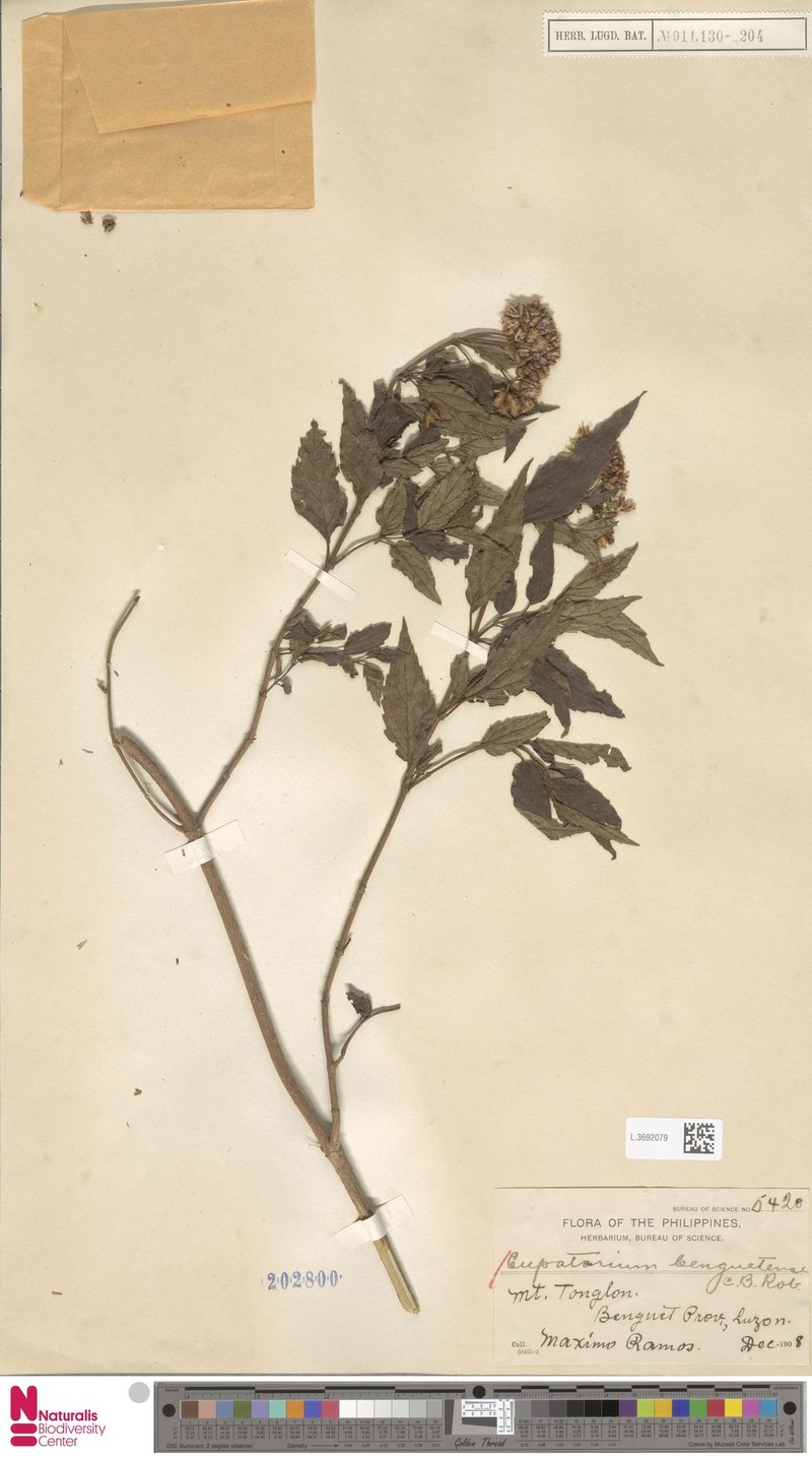 Eupatorium benguetense photo 3