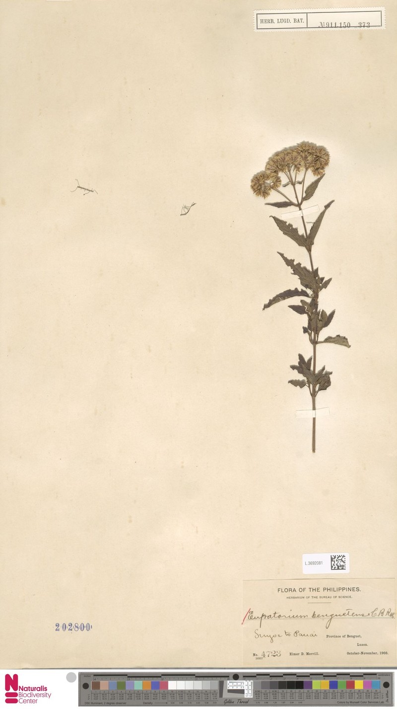Eupatorium benguetense photo 4