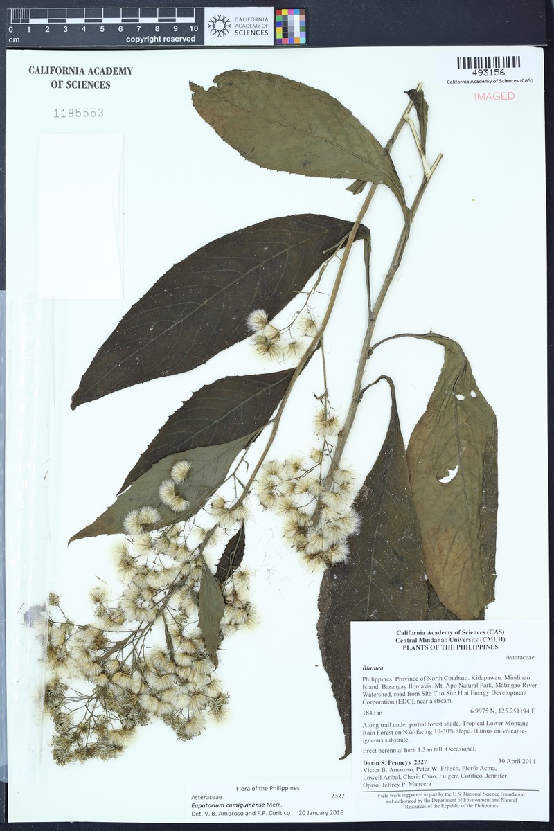 Eupatorium camiguinense