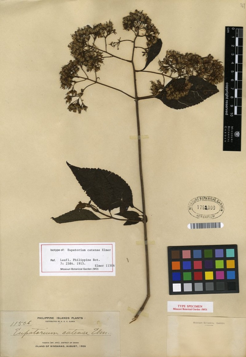 Eupatorium camiguinense photo 3