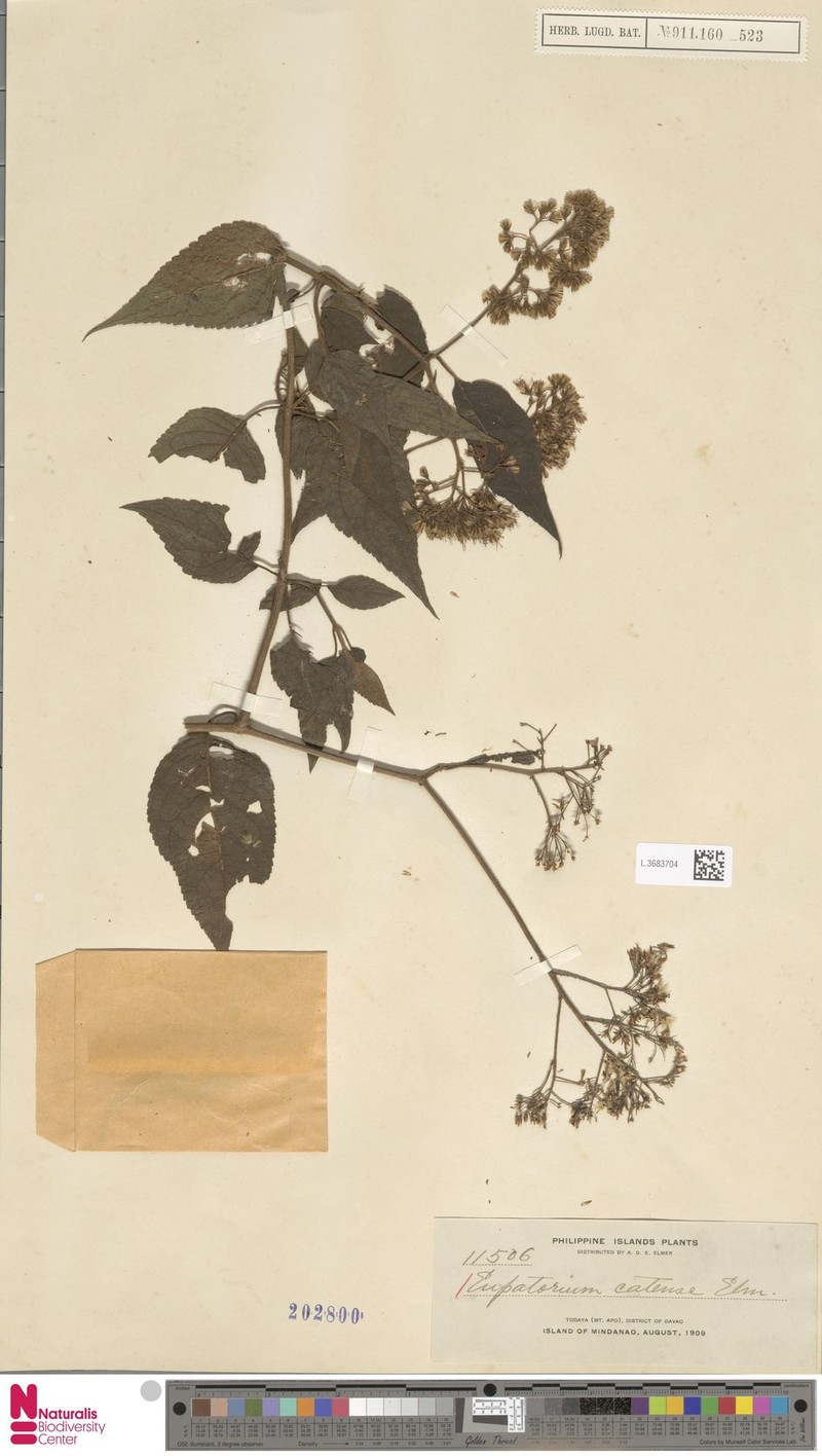 Eupatorium camiguinense photo 4