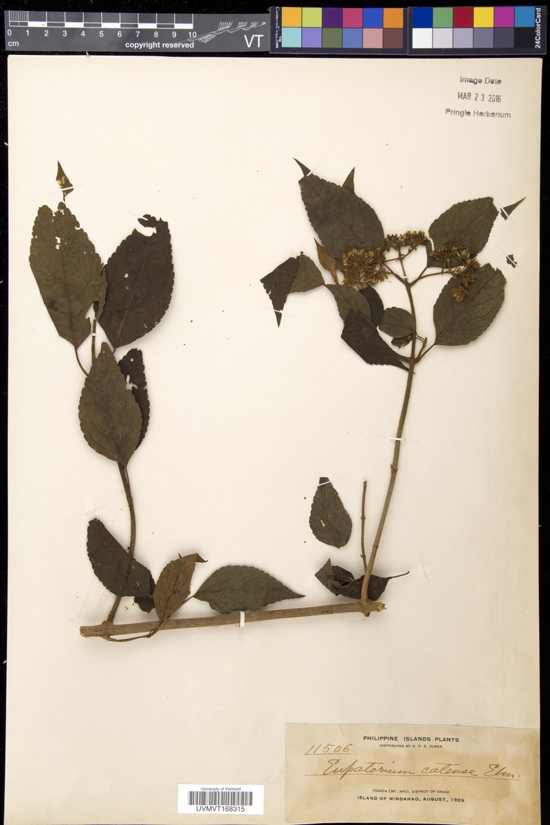 Eupatorium camiguinense photo 5