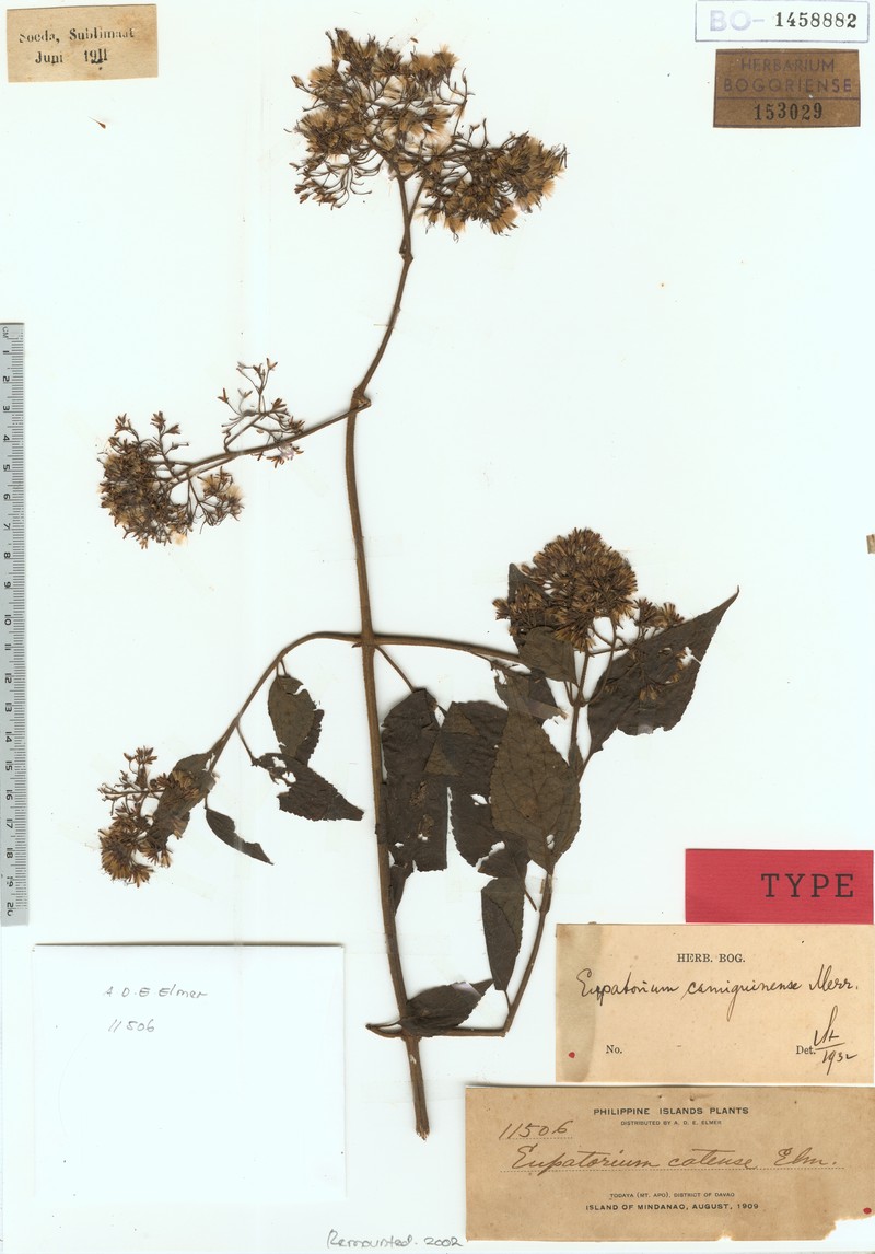 Eupatorium camiguinense photo 6