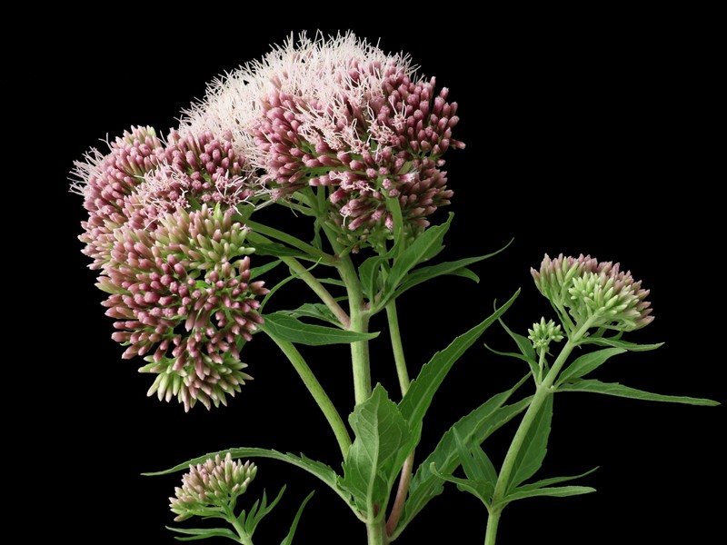 Hemp Agrimony photo 2