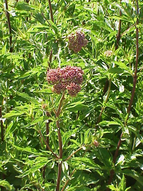 Hemp Agrimony photo 3