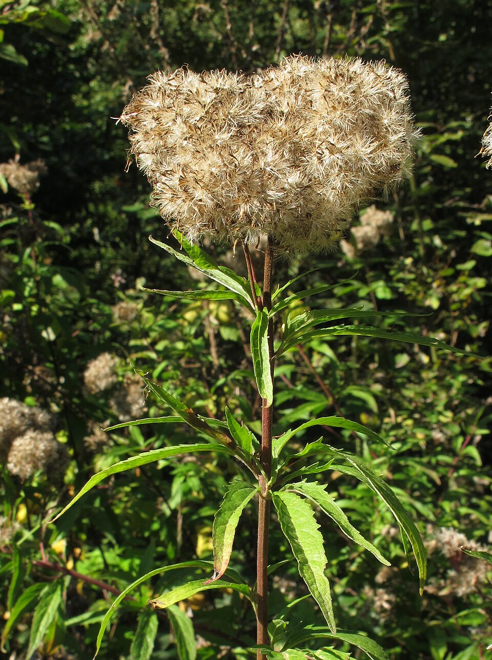 Hemp Agrimony photo 4