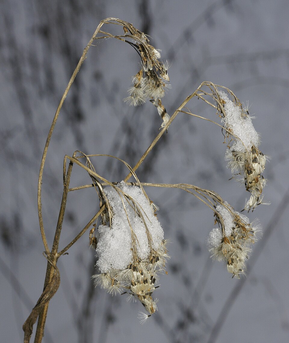 Hemp Agrimony photo 5