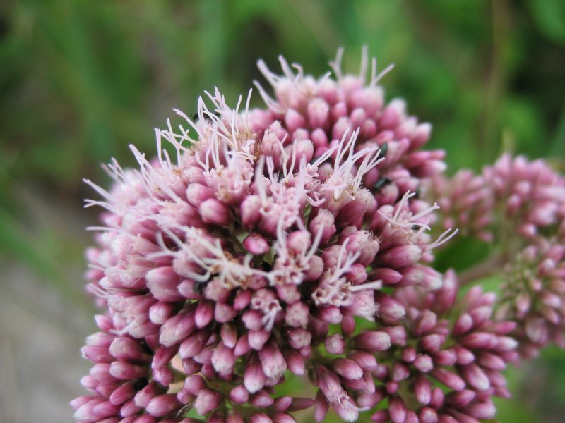 Hemp Agrimony photo 6