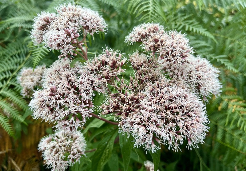 Hemp Agrimony photo 7