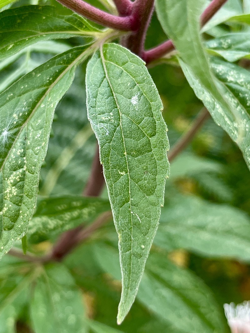 Hemp Agrimony photo 8