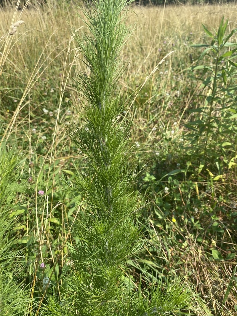 Dogfennel