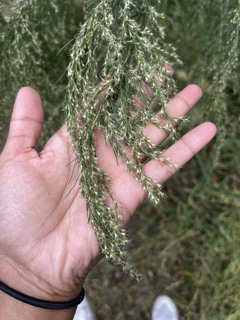 Dogfennel photo 2