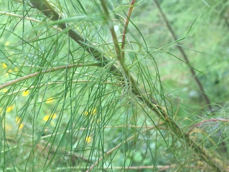 Dogfennel photo 3